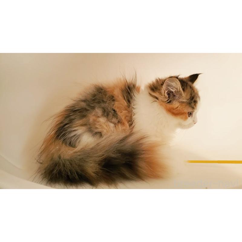 販売中の大阪府のマンチカン(短足)-134312の5枚目