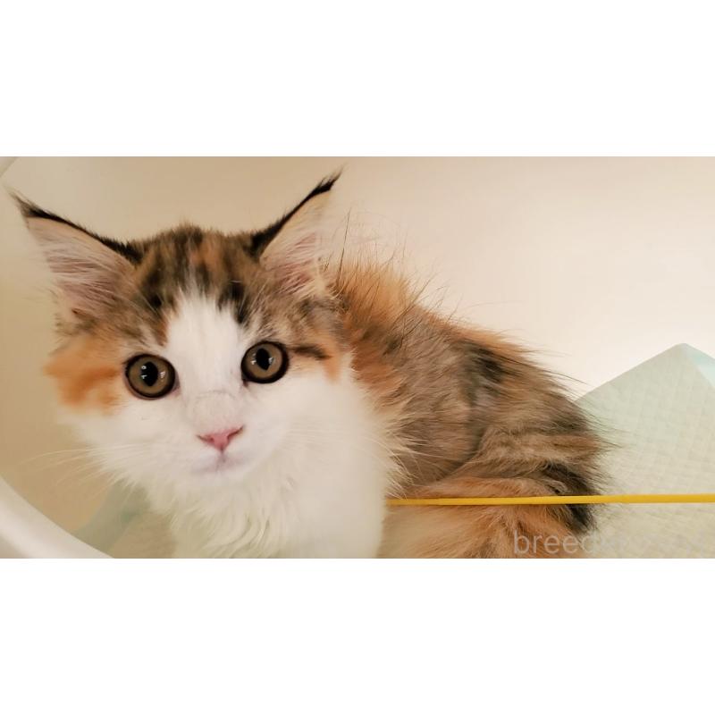 販売中の大阪府のマンチカン(短足)-134312の4枚目