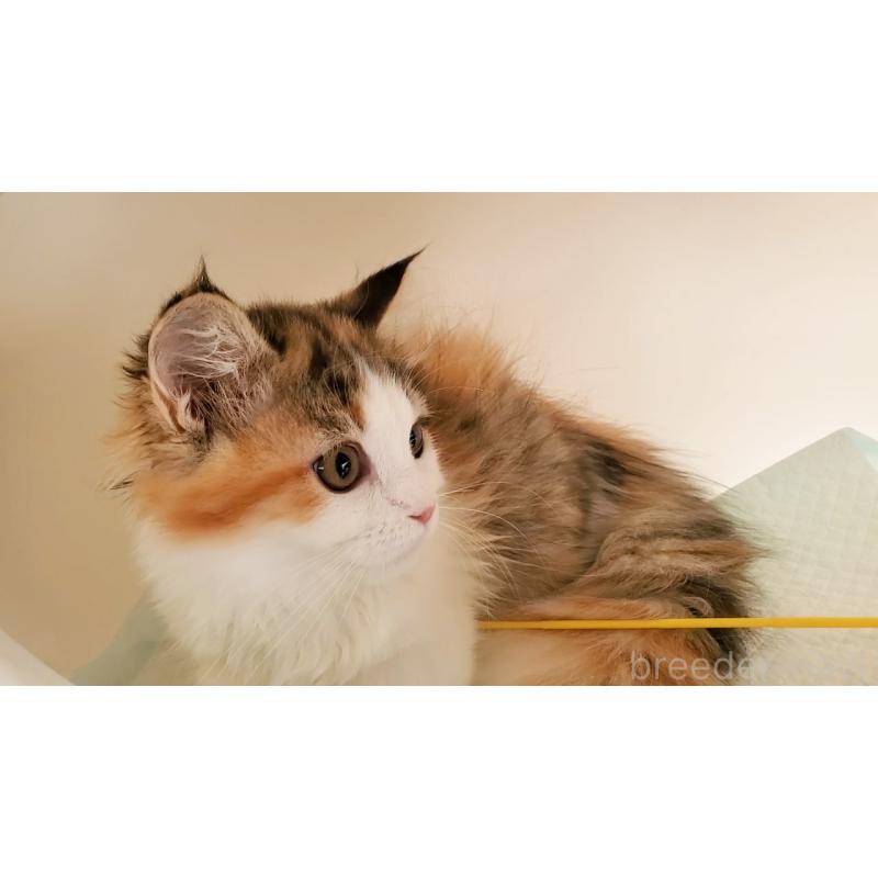 販売中の大阪府のマンチカン(短足)-134312の3枚目