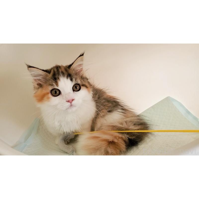 販売中の大阪府のマンチカン(短足)-134312の2枚目