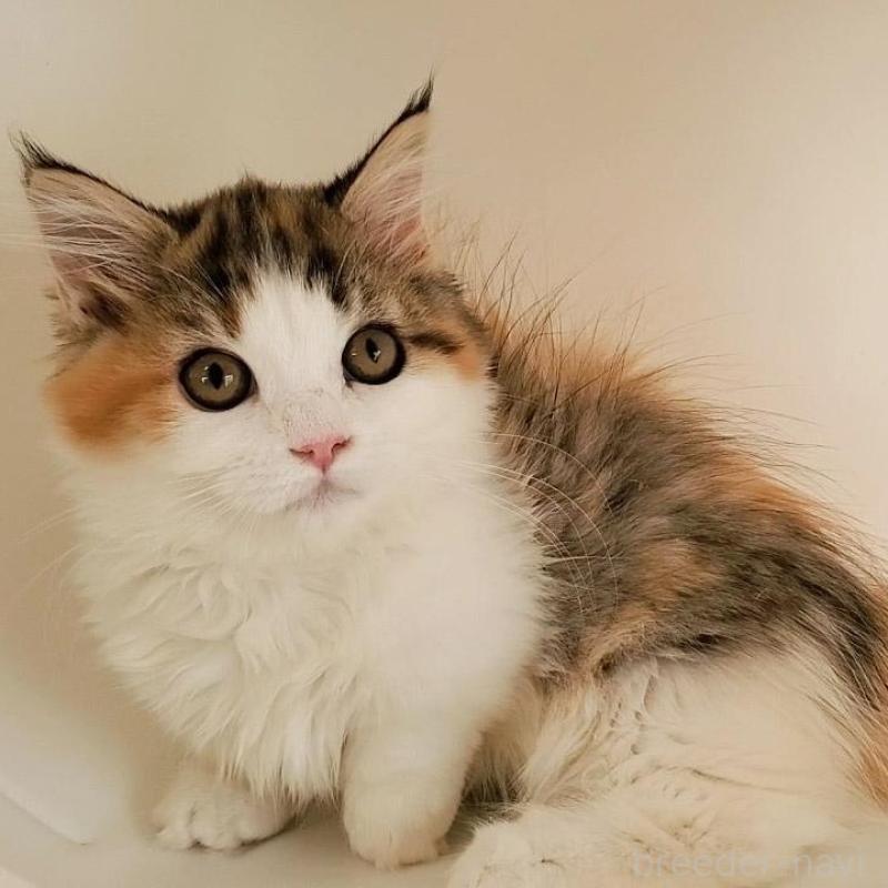 販売中の大阪府のマンチカン(短足)-134312