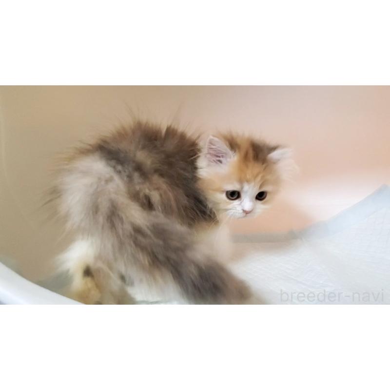 販売中の大阪府のミヌエット-134313の11枚目