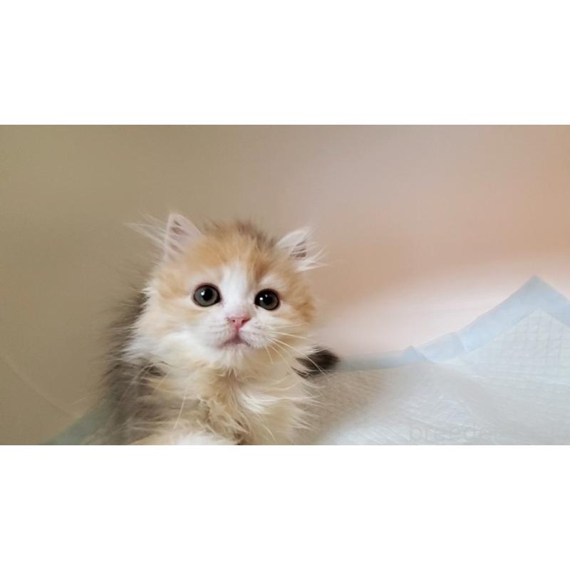 販売中の大阪府のミヌエット-134313の10枚目