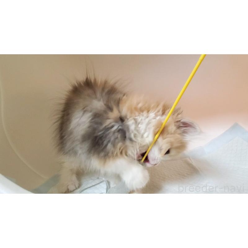 販売中の大阪府のミヌエット-134313の9枚目