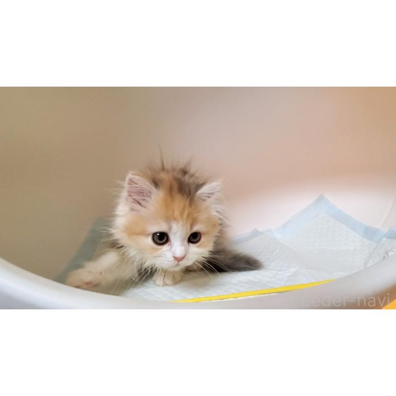 販売中の大阪府のミヌエット-134313の7枚目