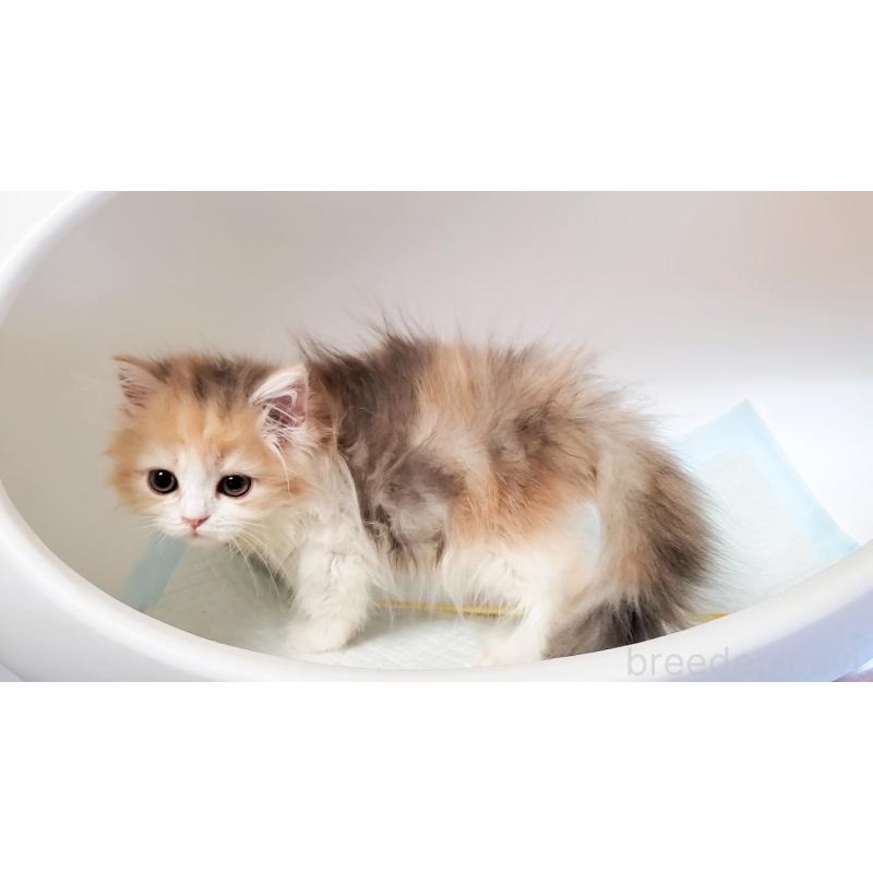 販売中の大阪府のミヌエット-134313の6枚目