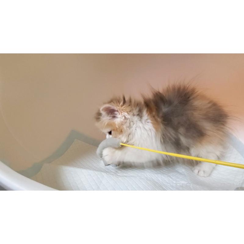 販売中の大阪府のミヌエット-134313の5枚目