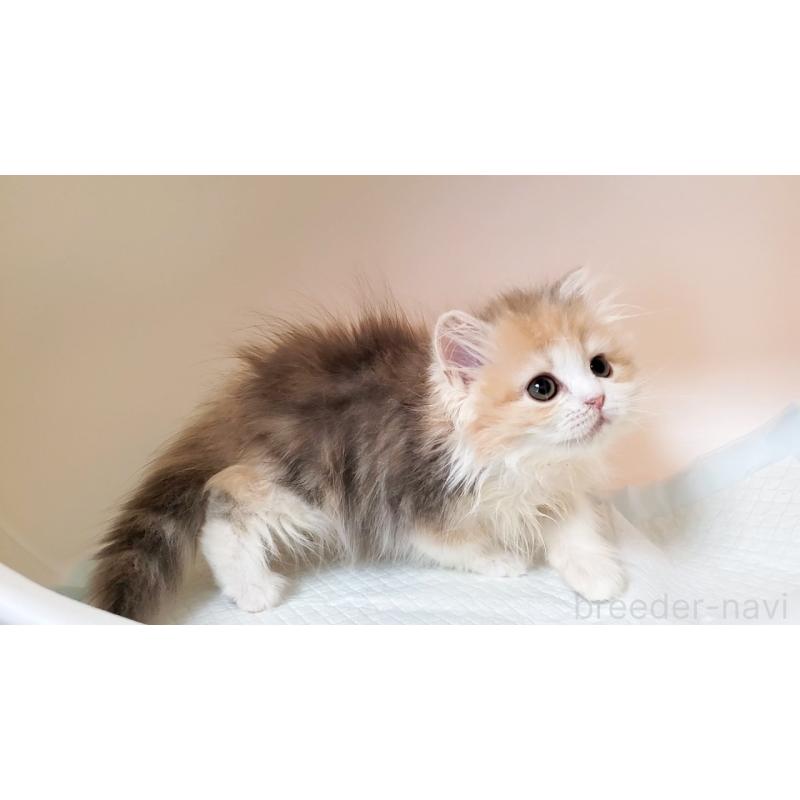 販売中の大阪府のミヌエット-134313の4枚目