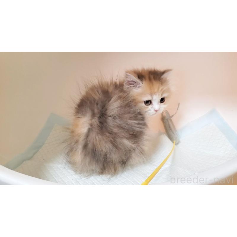 販売中の大阪府のミヌエット-134313の3枚目