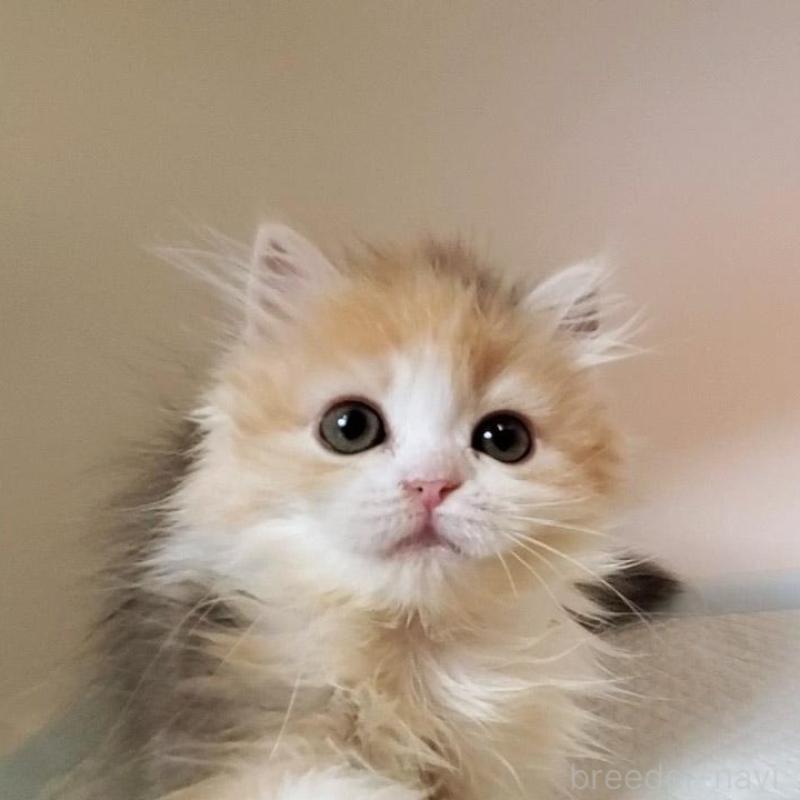 販売中の大阪府のミヌエット-134313