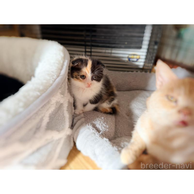 販売中の徳島県のスコティッシュフォールド(折れ耳)-134314の23枚目