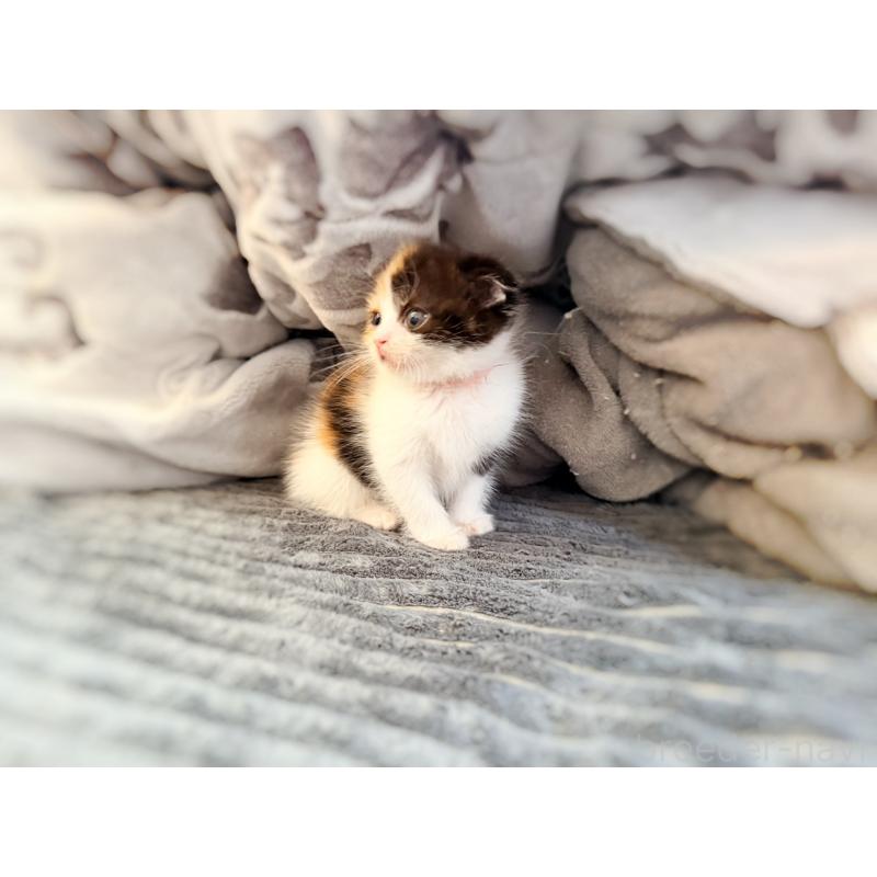 販売中の徳島県のスコティッシュフォールド(折れ耳)-134314の22枚目