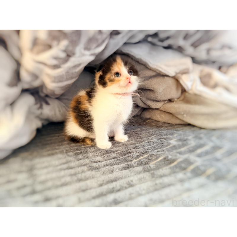 販売中の徳島県のスコティッシュフォールド(折れ耳)-134314の21枚目