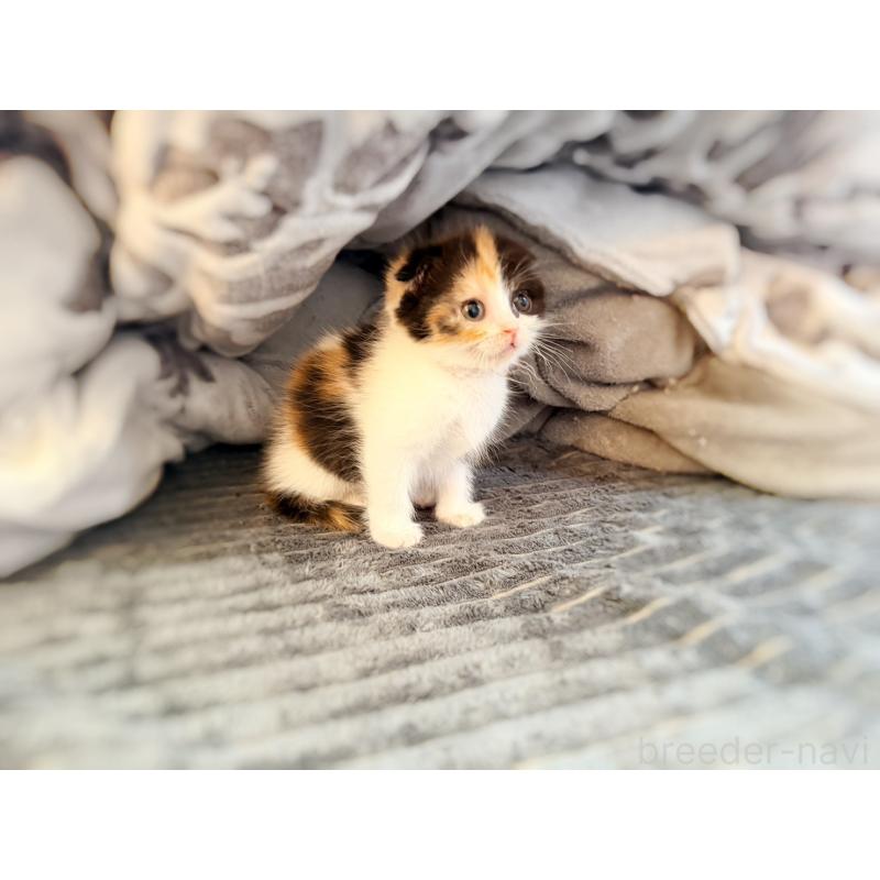 販売中の徳島県のスコティッシュフォールド(折れ耳)-134314の20枚目