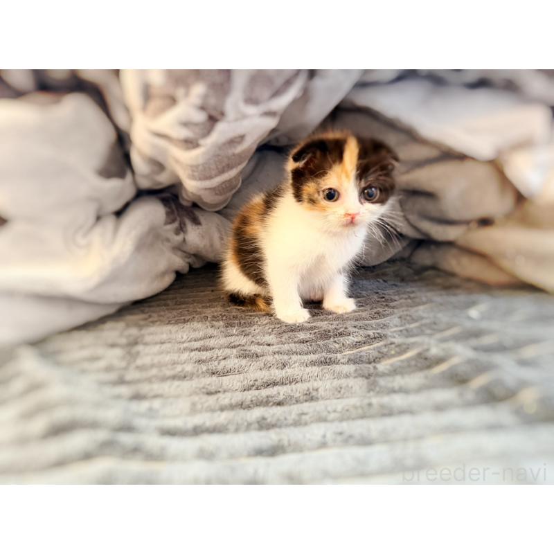 販売中の徳島県のスコティッシュフォールド(折れ耳)-134314の19枚目