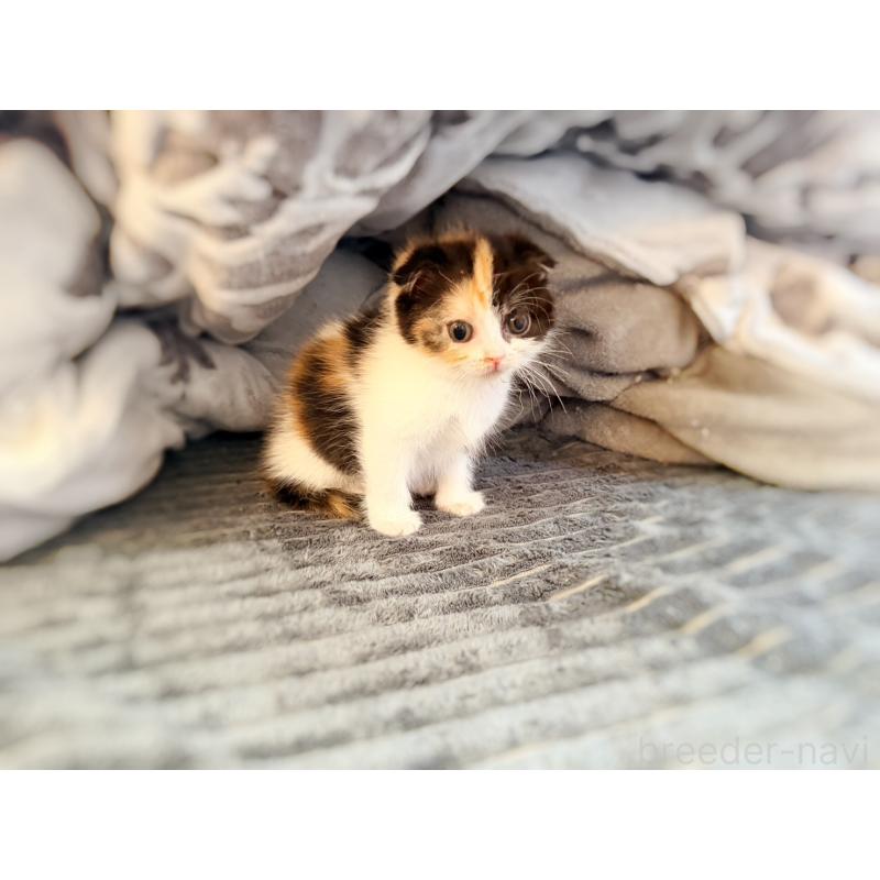 販売中の徳島県のスコティッシュフォールド(折れ耳)-134314の18枚目