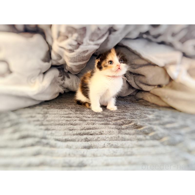 販売中の徳島県のスコティッシュフォールド(折れ耳)-134314の17枚目