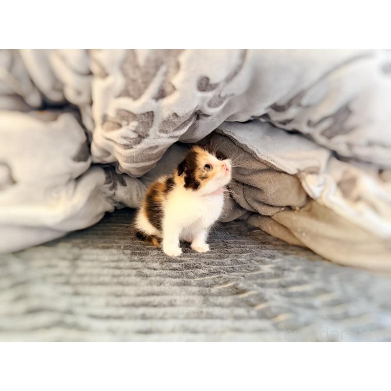 販売中の徳島県のスコティッシュフォールド(折れ耳)-134314の16枚目