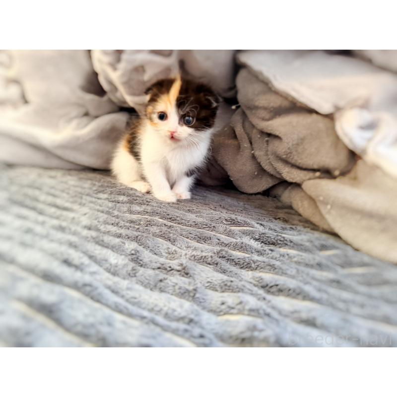 販売中の徳島県のスコティッシュフォールド(折れ耳)-134314の12枚目