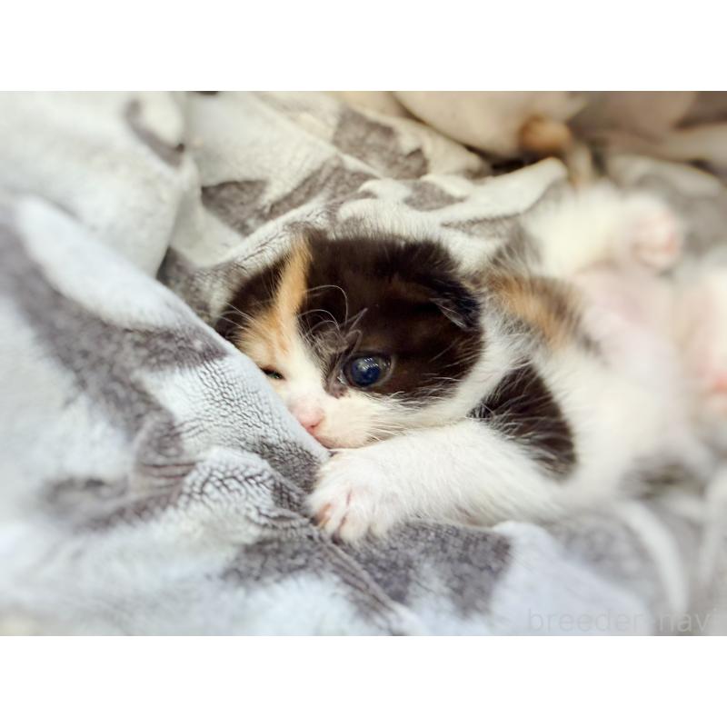 販売中の徳島県のスコティッシュフォールド(折れ耳)-134314の11枚目