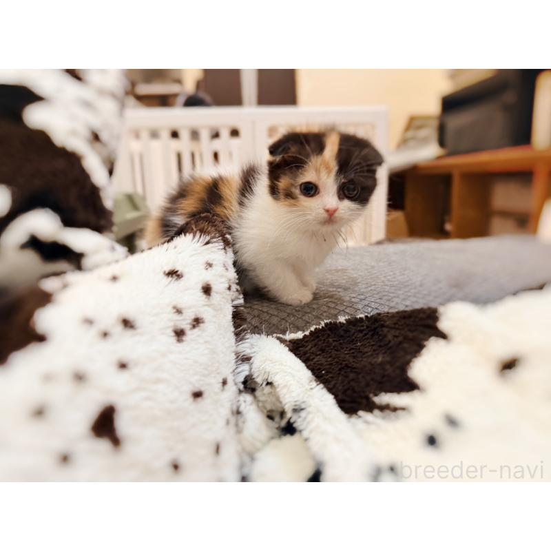 販売中の徳島県のスコティッシュフォールド(折れ耳)-134314の9枚目