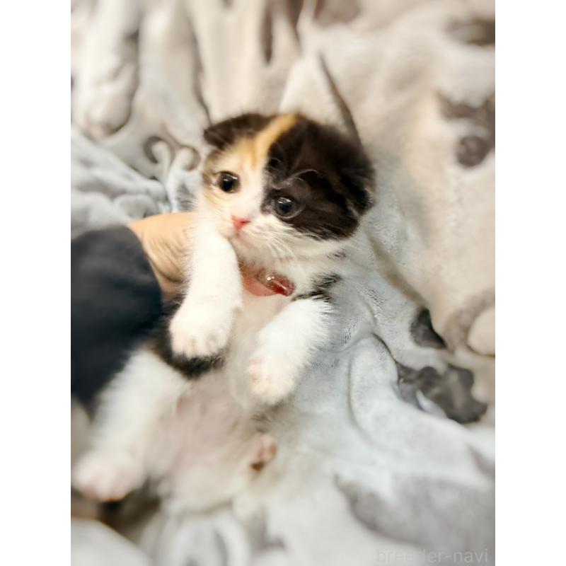 販売中の徳島県のスコティッシュフォールド(折れ耳)-134314の7枚目