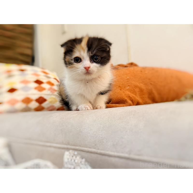 販売中の徳島県のスコティッシュフォールド(折れ耳)-134314の6枚目