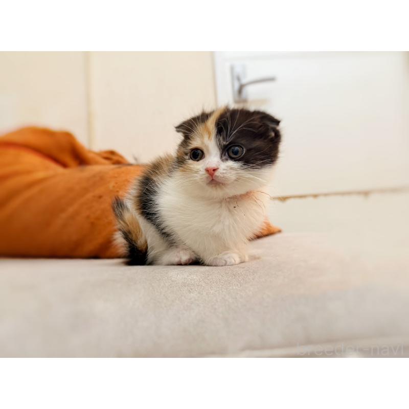 販売中の徳島県のスコティッシュフォールド(折れ耳)-134314の4枚目