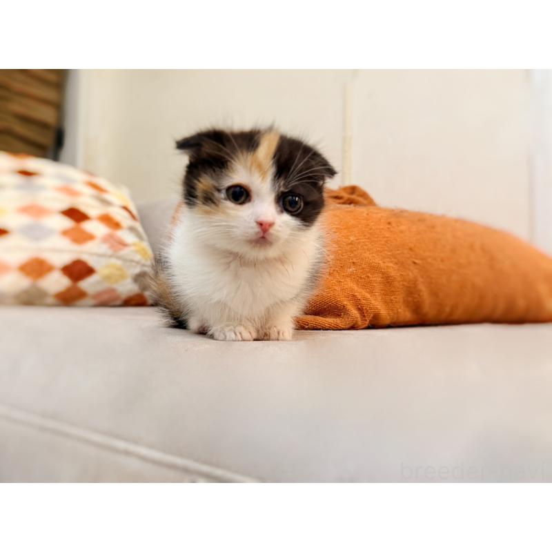 販売中の徳島県のスコティッシュフォールド(折れ耳)-134314の3枚目