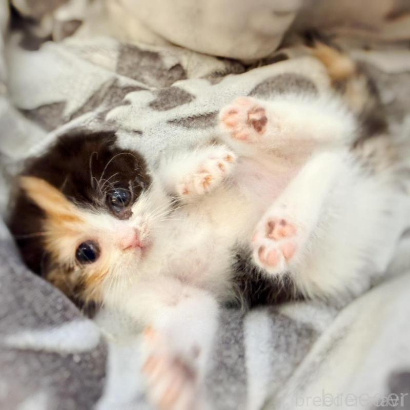 販売中ののスコティッシュフォールド(折れ耳)-134314