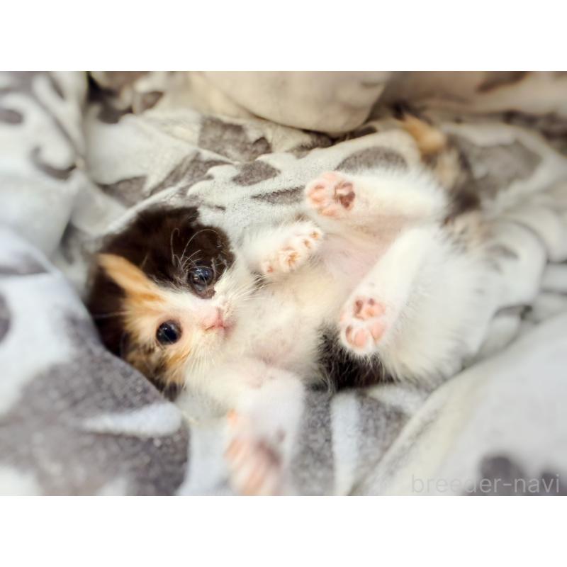 販売中の徳島県のスコティッシュフォールド(折れ耳)-134314の2枚目