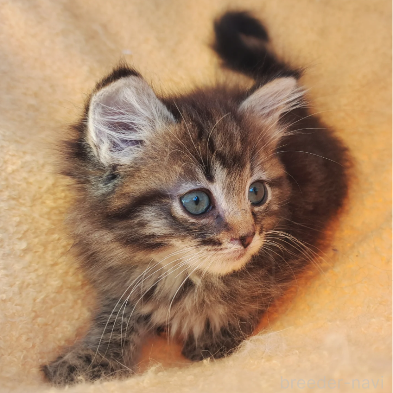 販売中の愛知県のサイベリアン-134315の3枚目