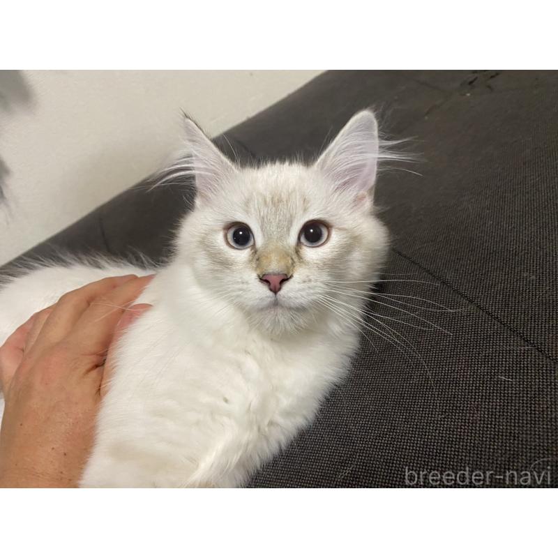 販売中の兵庫県のサイベリアン-134316の3枚目