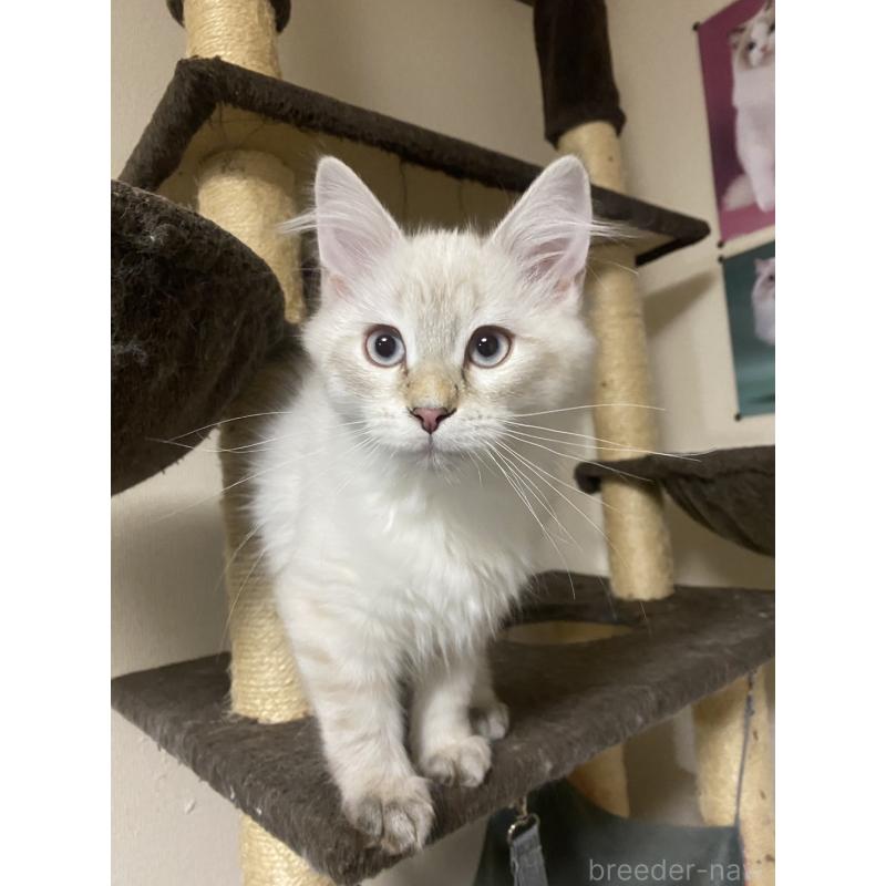 販売中の兵庫県のサイベリアン-134316の2枚目