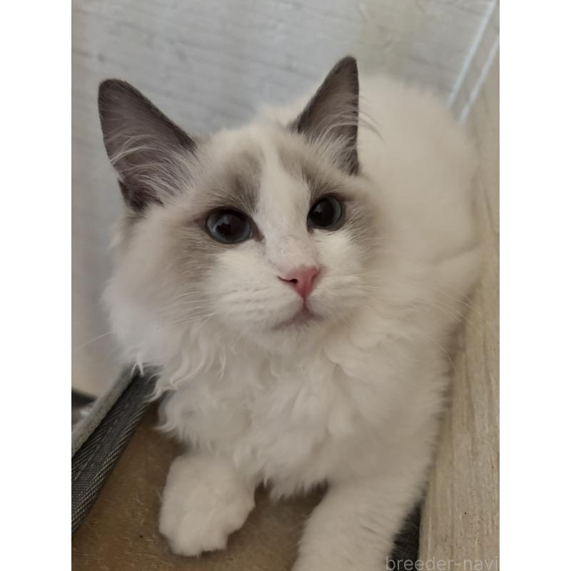 販売中の兵庫県のラグドール-134318