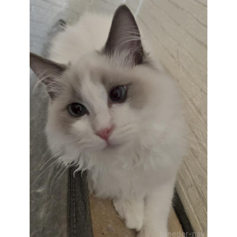 販売中の兵庫県のラグドール-134318の3枚目