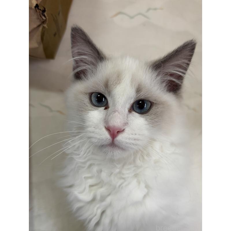 販売中の兵庫県のラグドール-134318の2枚目