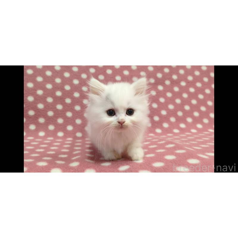 販売中の愛知県のミヌエット(短足)-134317の4枚目