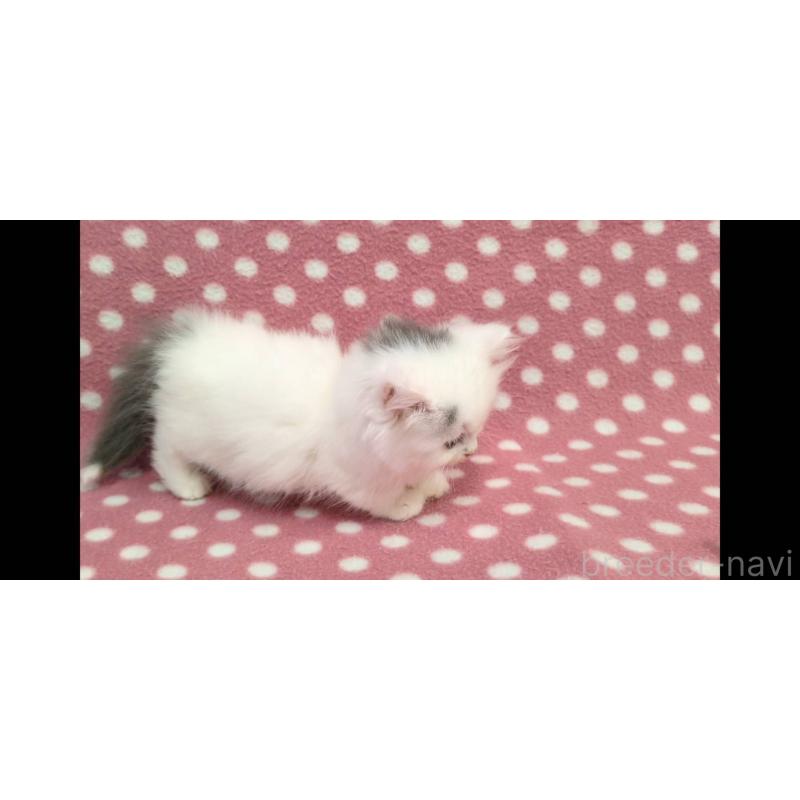 販売中の愛知県のミヌエット(短足)-134317の3枚目