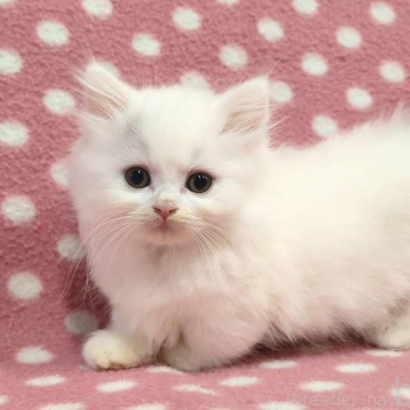 販売中の愛知県のミヌエット(短足)-134317の1枚目