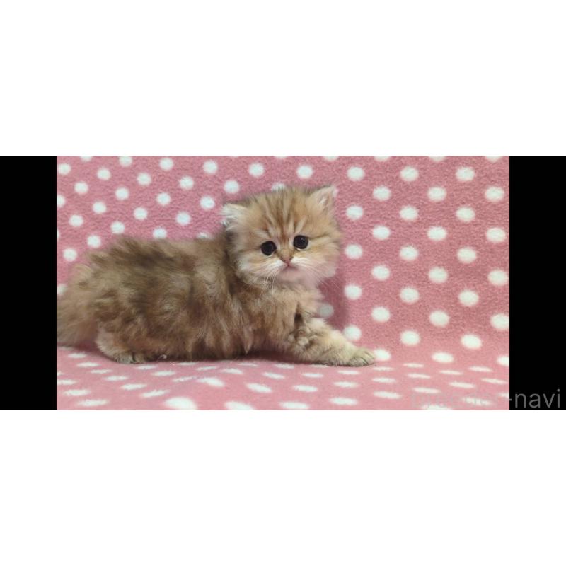 販売中の愛知県のペルシャ(チンチラ)-134319の4枚目