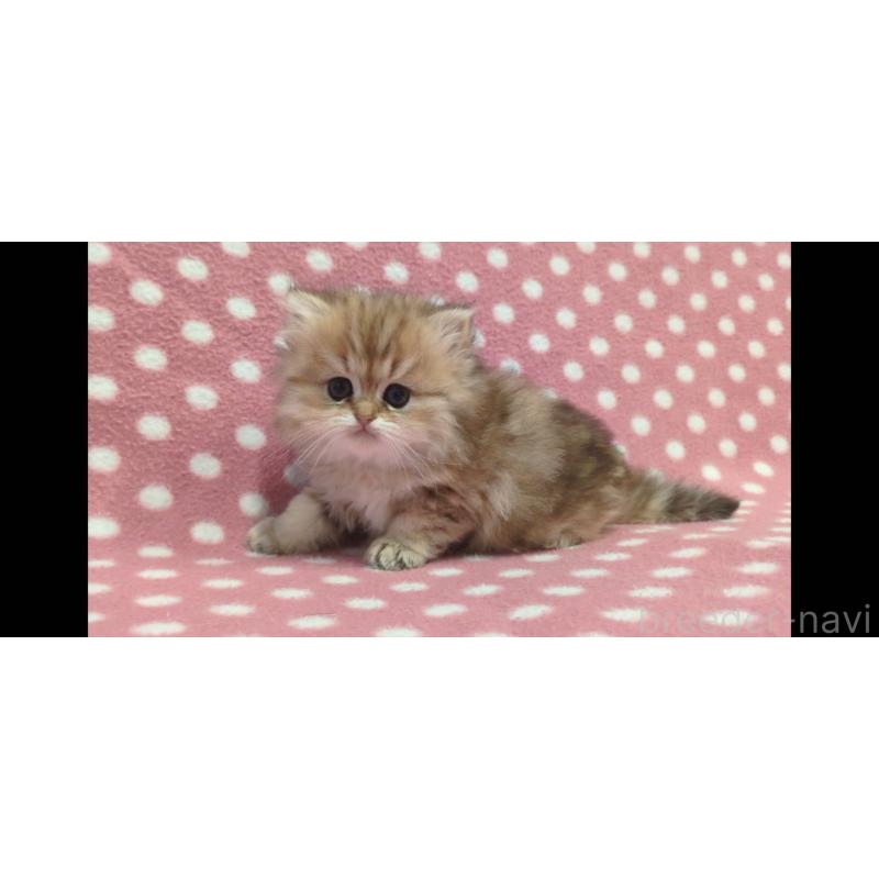 販売中の愛知県のペルシャ(チンチラ)-134319の3枚目