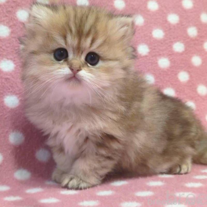 販売中の愛知県のペルシャ(チンチラ)-134319の1枚目