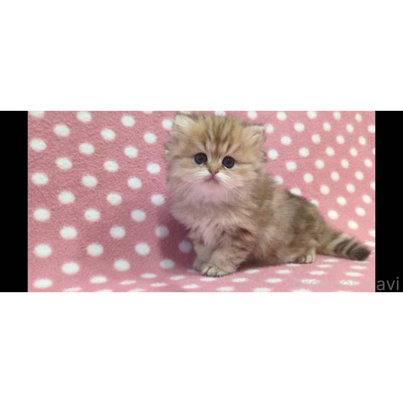 販売中の愛知県のペルシャ(チンチラ)-134319の2枚目