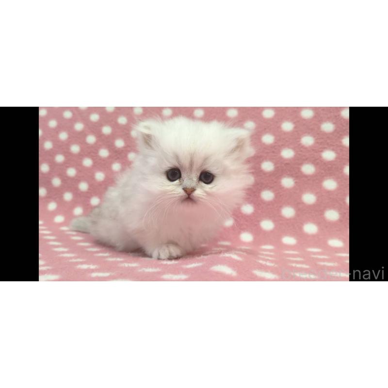 販売中の愛知県のペルシャ(チンチラ)-134320の3枚目