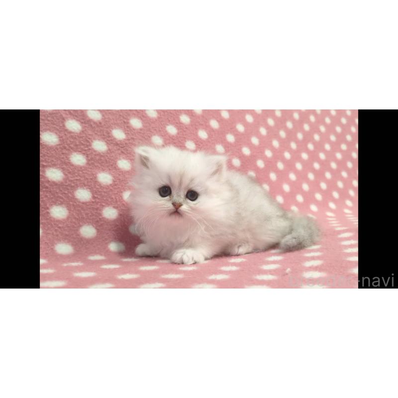 販売中の愛知県のペルシャ(チンチラ)-134320の2枚目