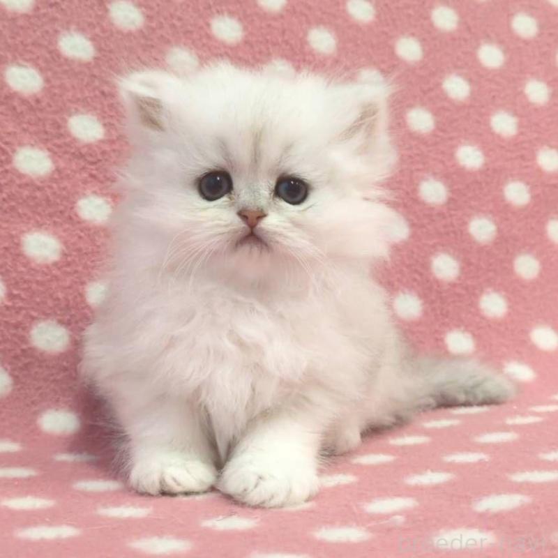 販売中の愛知県のペルシャ(チンチラ)-134320