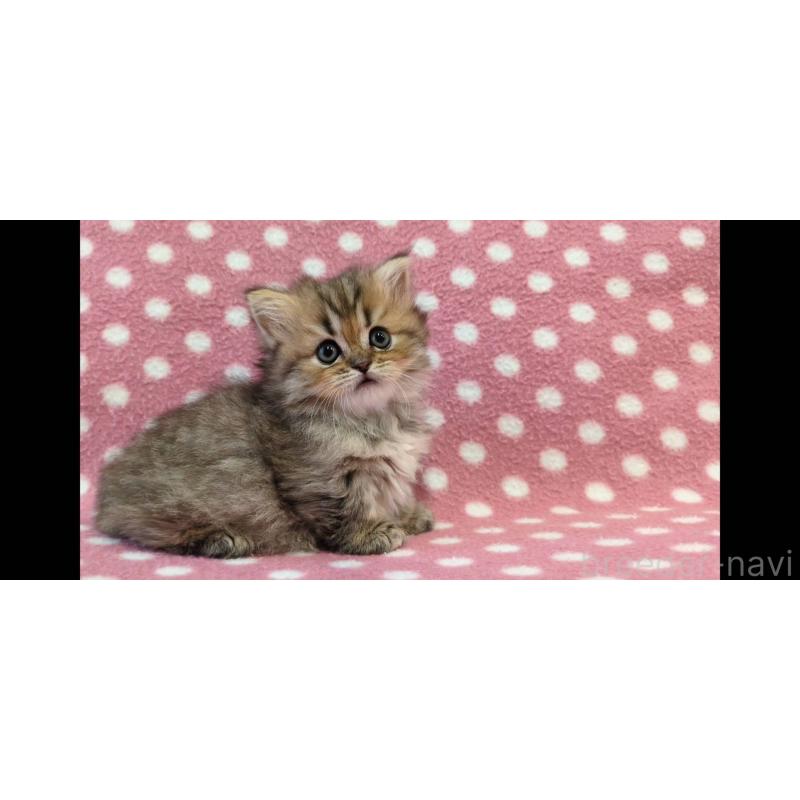 販売中の愛知県のミヌエット(短足)-134321の3枚目