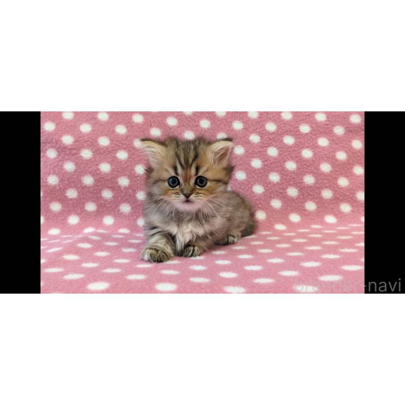 販売中の愛知県のミヌエット(短足)-134321の2枚目