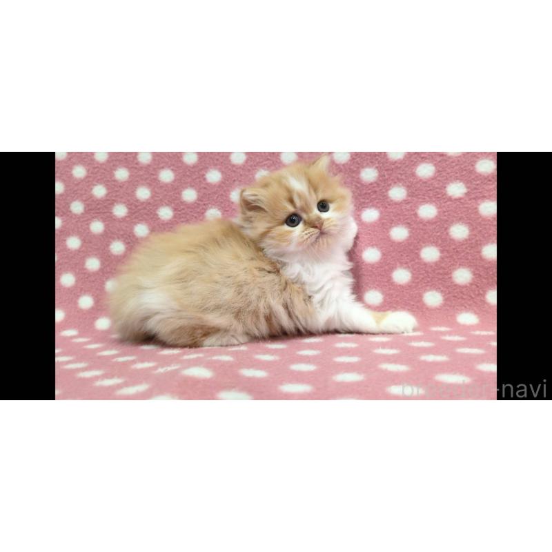 販売中の愛知県のミヌエット-134322の3枚目